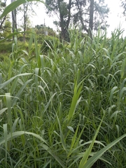 Arundo
