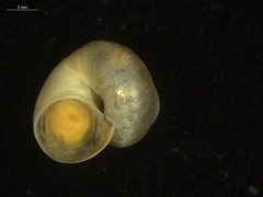 Margarites helicinus