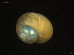 Margarites helicinus