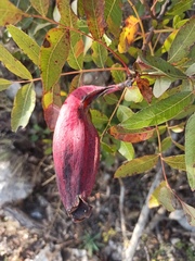 Baizongia pistaciae
