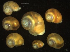 Margarites helicinus