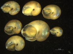 Margarites helicinus