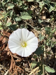 Calystegia subacaulis