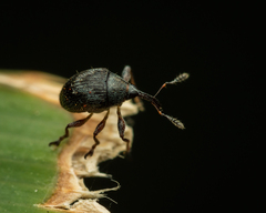 Nanophyinae