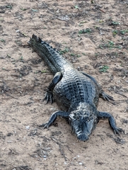 Caiman yacare