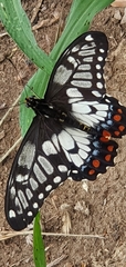 Papilio anactus