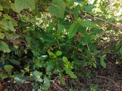 Petiveria alliacea