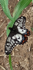 Papilio anactus
