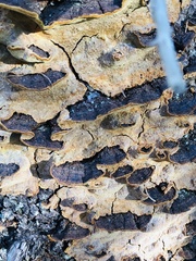 Phellinus piceinus