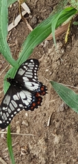 Papilio anactus