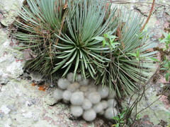 Agave rzedowskiana