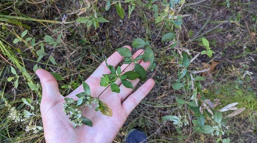 Image of Pycnanthemum albescens by (c) Joseph Aubert, some rights reserved (CC BY)