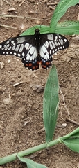 Papilio anactus