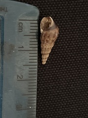 Melanoides tuberculata