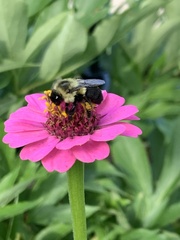 Bombus impatiens