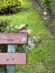 Pyrocephalus rubinus