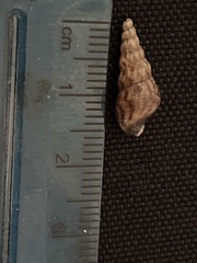 Melanoides tuberculata