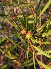 Stillingia texana