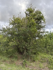 Sideroxylon celastrinum