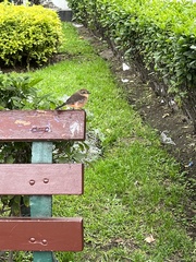 Pyrocephalus rubinus