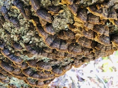 Phellinus piceinus