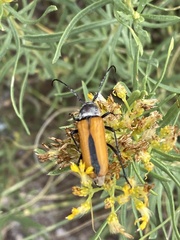 Crossidius suturalis