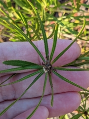 Stillingia texana