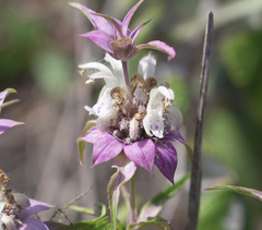 Monarda viridissima