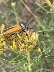 Crossidius suturalis