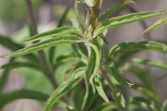 Monarda viridissima