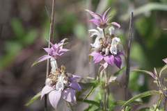 Monarda viridissima