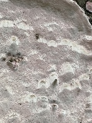 Punctularia atropurpurascens