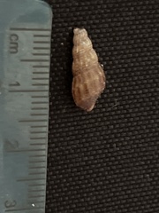 Melanoides tuberculata