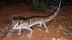 Chondrodactylus angulifer