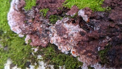 Punctularia atropurpurascens