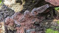 Punctularia atropurpurascens