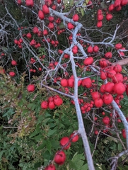 Crataegus chrysocarpa