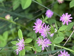 Trifolium resupinatum