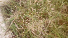 Eragrostis