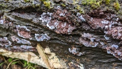 Punctularia atropurpurascens