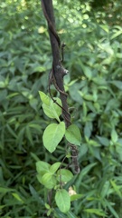 Lonicera japonica