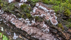 Punctularia atropurpurascens