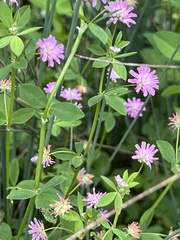 Trifolium resupinatum