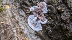 Punctularia atropurpurascens