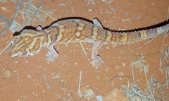 Chondrodactylus angulifer