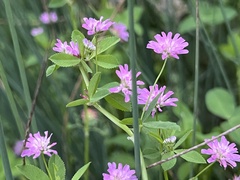 Trifolium resupinatum