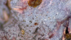 Punctularia atropurpurascens