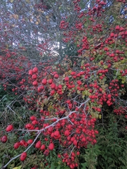 Crataegus chrysocarpa