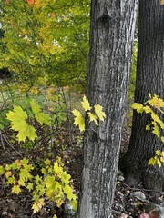 Acer saccharum