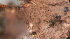 Punctularia atropurpurascens